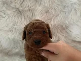 İnstagram Toypoodlepuppy09