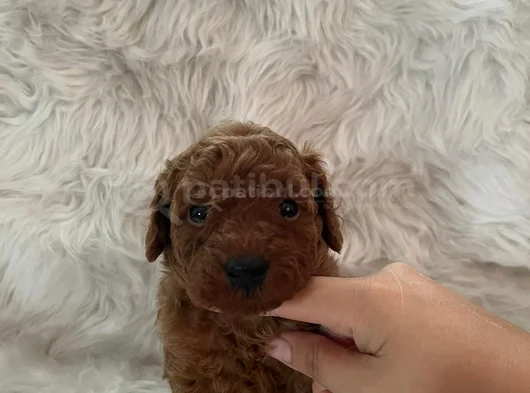 İnstagram Toypoodlepuppy09 görsel