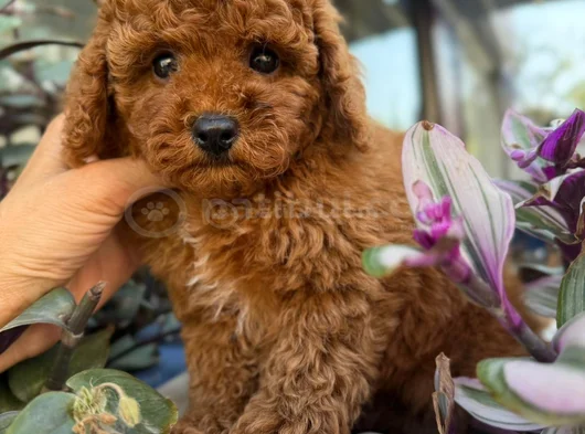 Ped Eği̇ti̇mli̇ Toy Poodle Bebekleri̇ görsel