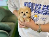 Teacup Maltipoo