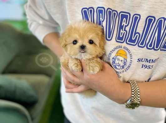 Teacup Maltipoo görsel