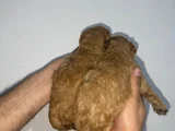 Roy Poodle Ve Teacup Yavrular