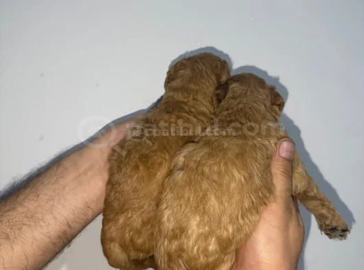Roy Poodle Ve Teacup Yavrular görsel