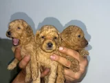 Roy Poodle Ve Teacup Yavrular
