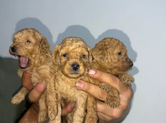 Roy Poodle Ve Teacup Yavrular görsel
