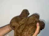 Roy Poodle Ve Teacup Yavrular