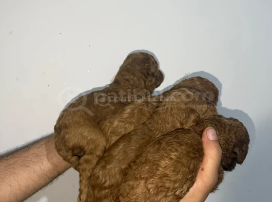 Roy Poodle Ve Teacup Yavrular görsel