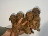 Roy Poodle Ve Teacup Yavrular