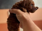 Roy poodle ve teacup yavrular