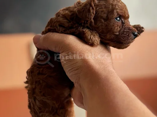 Roy Poodle Ve Teacup Yavrular