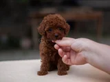 Kore Kan Teacup Yeni Sahibini Bekliyor
