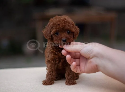 Kore Kan Teacup Yeni Sahibini Bekliyor görsel