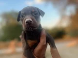 King kızıl ve siyah doberman yavrular