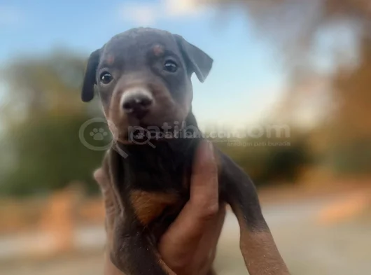 King Kızıl Ve Siyah Doberman Yavrular