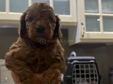 Darkbrown Kore poodle