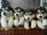 Husky Sibirya Kurdu Dişi Erkek Yavrular