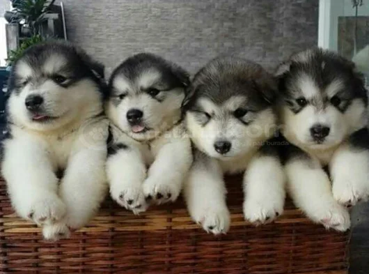 Husky Sibirya Kurdu Dişi Erkek Yavrular