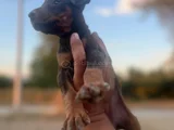King Kızıl Ve Siyah Doberman Yavrular