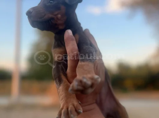 King Kızıl Ve Siyah Doberman Yavrular görsel
