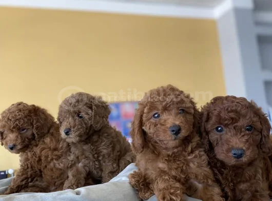 Tr Ni̇n En Güzel Toy Poodle Yavrulari Renk Renk Ankara görsel