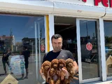 Tr Ni̇n En Güzel Toy Poodle Yavrulari Renk Renk Ankara