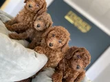 Tr Ni̇n En Güzel Toy Poodle Yavrulari Renk Renk Ankara