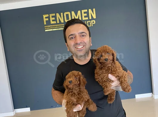 Tr Ni̇n En Güzel Toy Poodle Yavrulari Renk Renk Ankara görsel