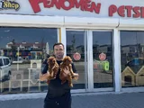 Tr Ni̇n En Güzel Toy Poodle Yavrulari Renk Renk Ankara