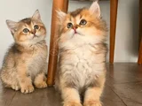 Safkan British Shorthair Yavrular