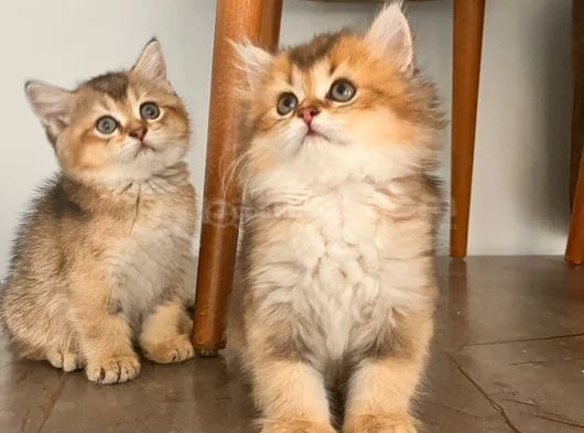 Safkan British Shorthair Yavrular görsel