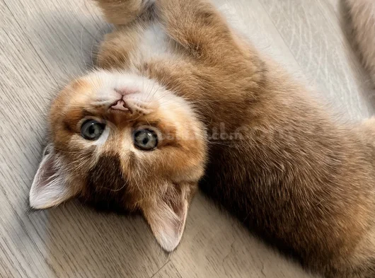 Safkan British Shorthair Yavrular görsel