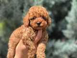 Safkan ve ırk garantili yavrularımız