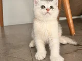 Safkan British Shorthair Yavrular