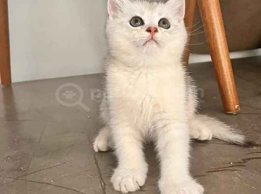 Safkan British Shorthair Yavrular görsel