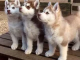Husky Sibirya Kurdu Dişi Erkek Yavrular
