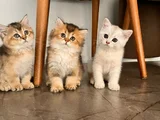 Safkan British Shorthair Yavrular