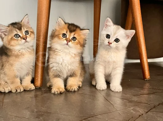 Safkan British Shorthair Yavrular