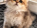 Safkan British Shorthair Yavrular