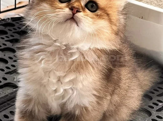 Safkan British Shorthair Yavrular görsel