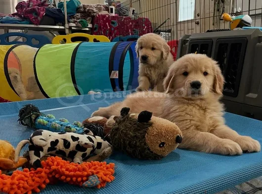 Ev Ortamı Dogumlu Bebeklerim görsel