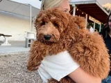 Goldendoodle Yavrular