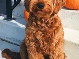 Goldendoodle Yavrular
