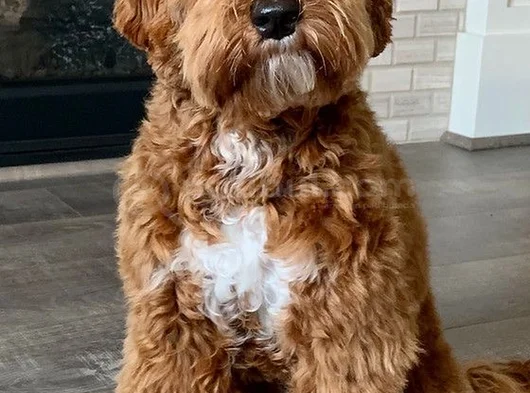 Goldendoodle Yavrular görsel
