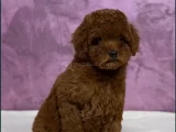 IRK GÜZELİ TOY POODLE YAVRULAR
