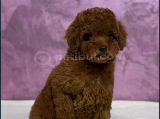 Irk Güzeli̇ Toy Poodle Yavrular