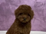 Irk Güzeli̇ Toy Poodle Yavrular