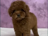 Irk Güzeli̇ Toy Poodle Yavrular