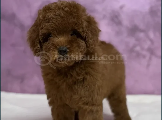 Irk Güzeli̇ Toy Poodle Yavrular görsel
