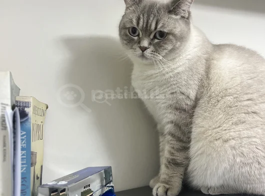 İki Yaşında Dişi Kedime Ömürlük Yuva Arıyorum görsel