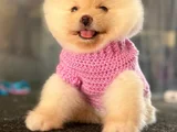 Pomerani̇an Boo